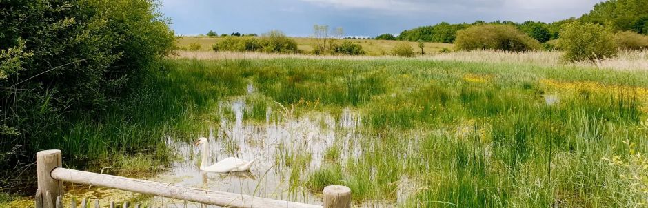 LA RESTAURATION ET LA CREATION DE MARES