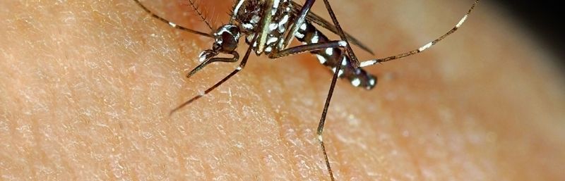 SURVEILLANCE DU MOUSTIQUE TIGRE