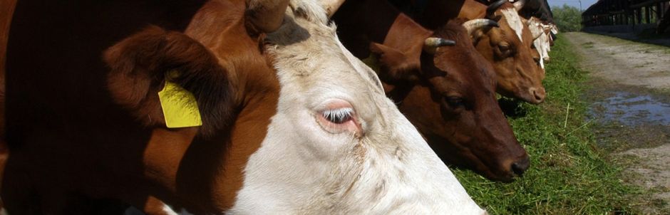 SURVEILLANCE SANITAIRE DU CHEPTEL BOVIN, OVIN ET CAPRIN – PROPHYLAXIE EN INDRE-ET-LOIRE