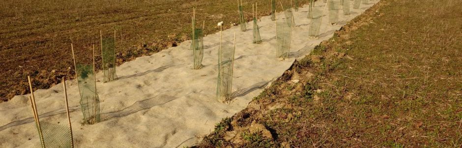 LA PLANTATION D’UNE HAIE CHAMPETRE