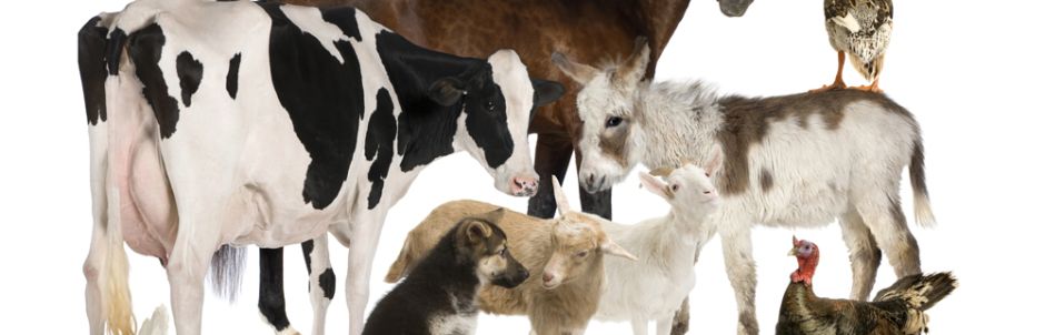 PARTICIPATION AUX RÉSEAUX D’ÉPIDÉMIO-SURVEILLANCE DES MALADIES ANIMALES À ENJEUX SANITAIRES ET ÉCONOMIQUES