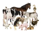 PARTICIPATION AUX RÉSEAUX D’ÉPIDÉMIO-SURVEILLANCE DES MALADIES ANIMALES À ENJEUX SANITAIRES ET ÉCONOMIQUES
