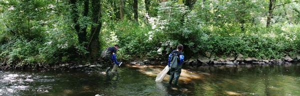 CARACTÉRISATION DE L’ÉTAT ÉCOLOGIQUE D’UN COURS D’EAU AVANT/APRÈS TRAVAUX