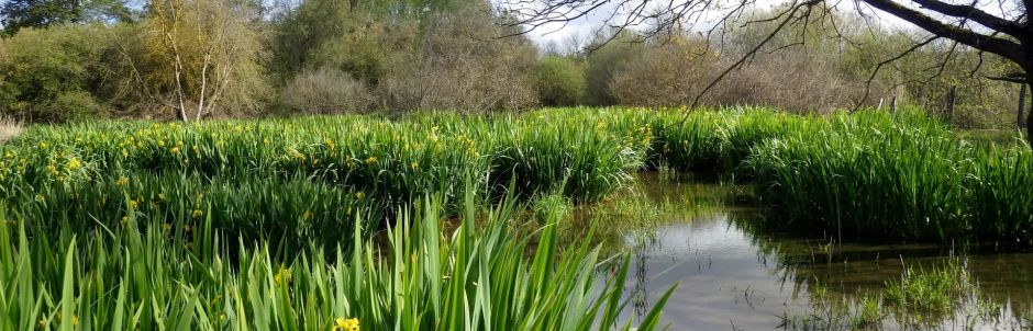 LA PROTECTION DE L’EAU ET DES MILIEUX AQUATIQUES