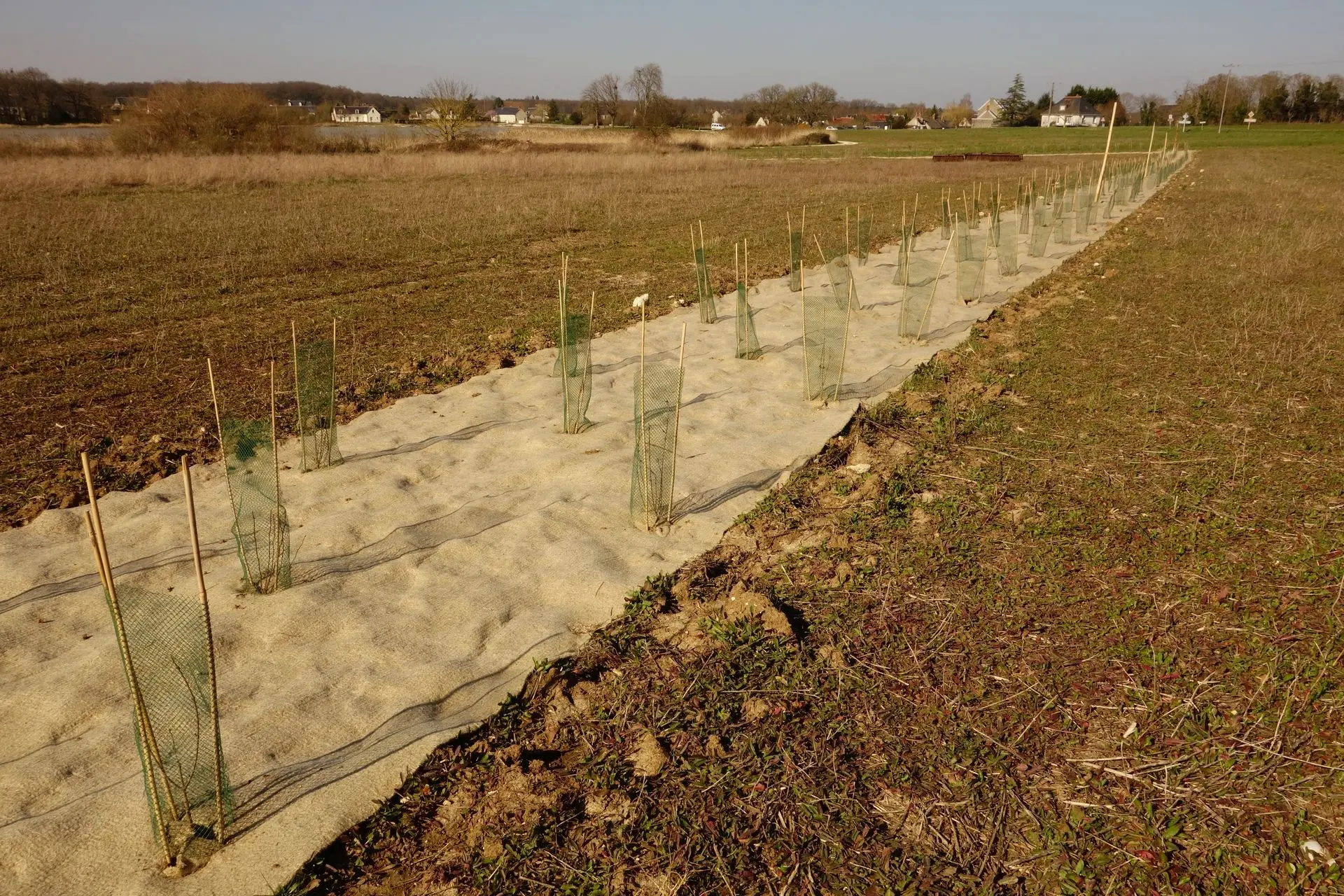 Plantation d'une haie champêtre