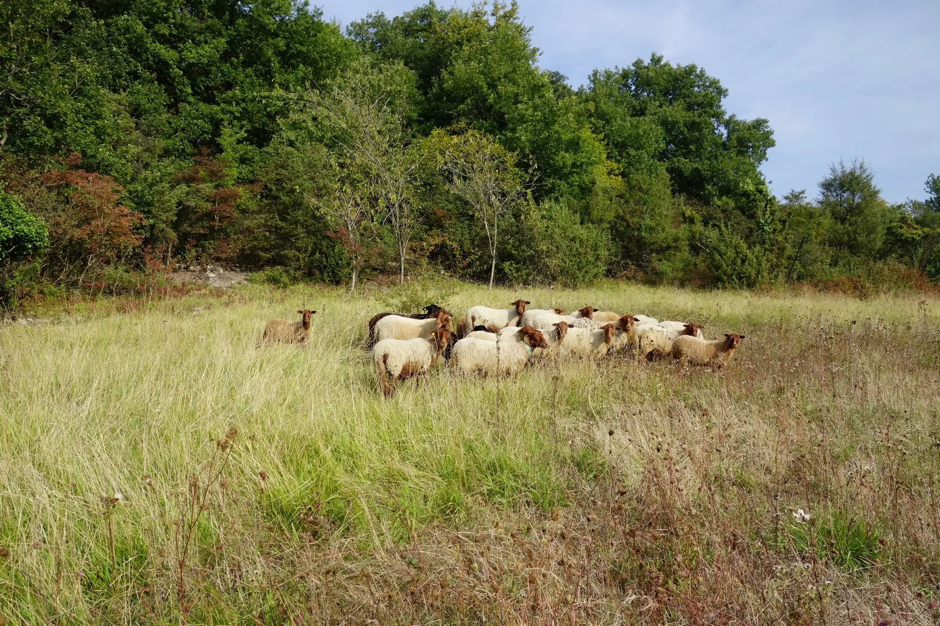 Pâturage et moutons